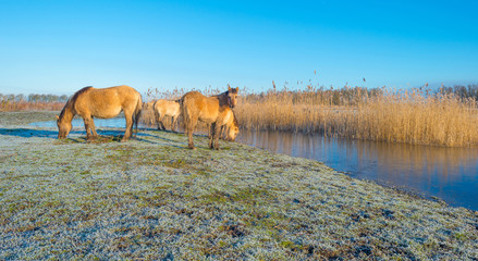 Horses in frozen nature in winter © Naj