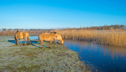 Horses in frozen nature in winter © Naj