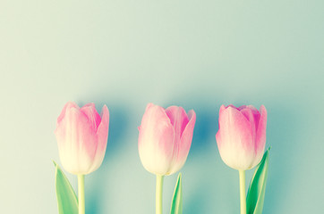 Fototapeta premium Pink tulips