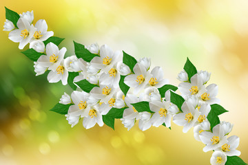 White jasmine flower.