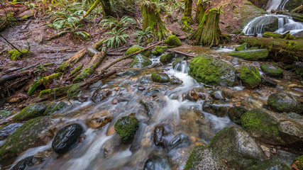 Naklejka na ściany i meble Scenic creek in the beautiful forest, Coal creek falls, Issaquah, Washington State