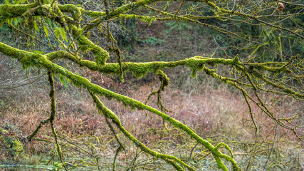 Branch of a tree covered with green moss