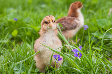 Two chicks exploring grass in the spring
