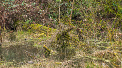 Scenic swamp in the autumn forest