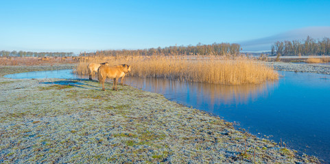 Horses in frozen nature in winter © Naj