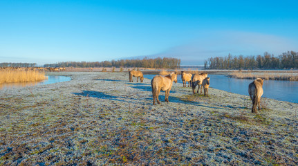 Horses in frozen nature in winter © Naj