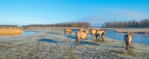 Horses in frozen nature in winter © Naj