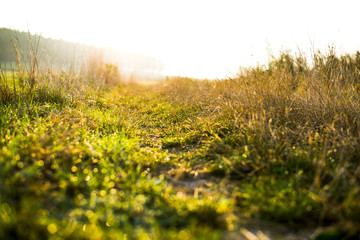 Summer sunset field