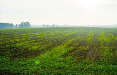 Sunrise over a field on a spring day.