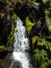 Waterfall between plants