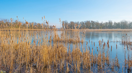 Shore of a lake in sunlight in winter
