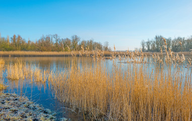 Fototapeta na wymiar Shore of a lake in sunlight in winter