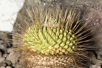 Detail of a spiked cactus