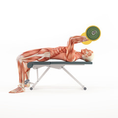 Bodybuilding gym exercising. Lying Triceps Press. Skullcrusher. Lying triceps extension. Triceps muscle group. White background, side view