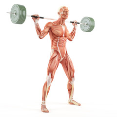 Bodybuilding gym exercising. Barbell Full Squat. Olympic Squat. High Bar Squat. Quadriceps muscle group. White background, three-quarter view