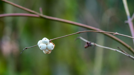 Small branch of snowberry bush with clusters of ripe white berries in winter, commonly known as the symphoricarpos, waxberry, or ghostberry, macro view.