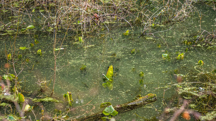Scenic swamp in the autumn forest
