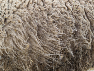 Sheep and its wool