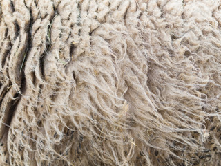 Sheep and its wool