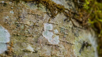 Beautiful texture of tree bark, macro view