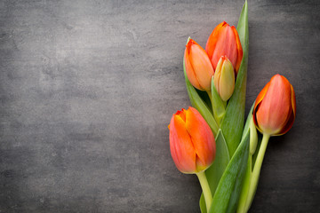 Tulips, orange on the grey  background.