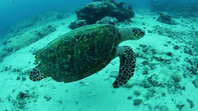 Hawksbill Turtle in Palau