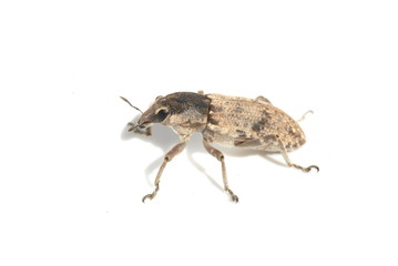 Sugar-beet weevil Conorrhyncus mendicus