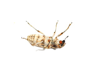 Sugar-beet weevil Conorrhyncus mendicus defense strategy pretends to be dead