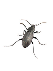 The large ground beetle Carabus hortensis on white background