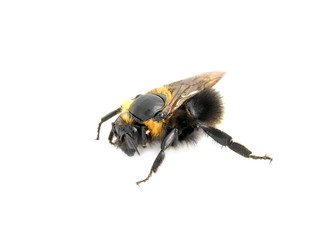 Bumblebee isolated on white background
