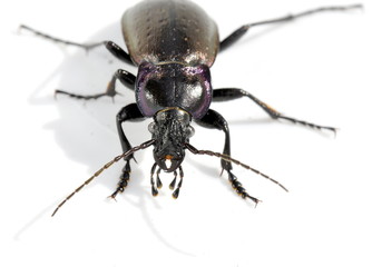 Closeup on the mandibles of a Carabus nemoralis predator ground beetle