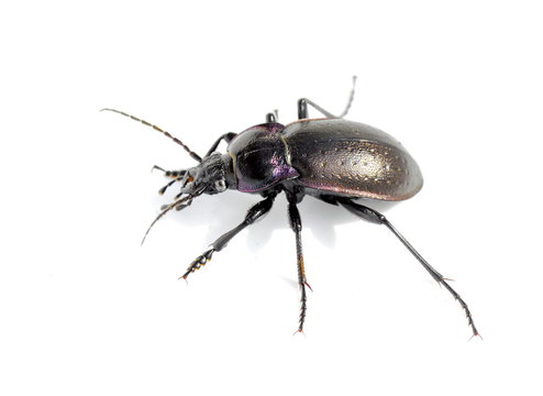 The ground beetle Carabus nemoralis on white background