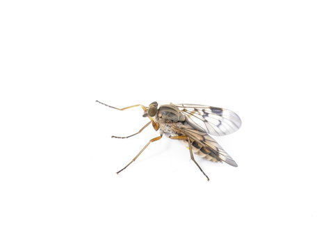 The snipefly Rhagio scolopacea on white background