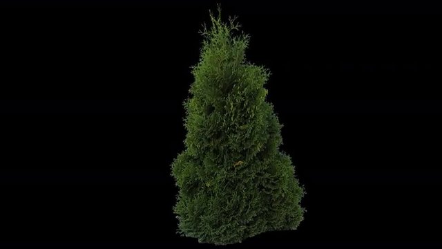 High quality 10bit footage of coniferous plant on the wind with Alpha Channel. Made from RAW footage.