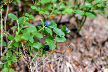 Sprig with fresh ripe blueberries in summer.