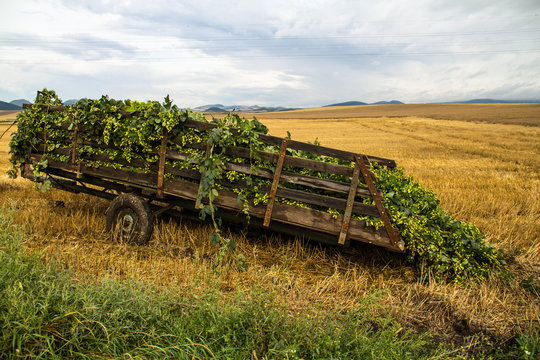 Wagen voller Hopfen bei Saaz