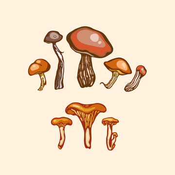 Forest mushroom. Wild mushrooms. Set. Collection.