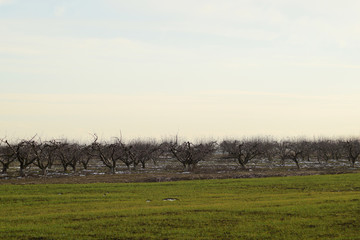 Fototapeta na wymiar Cropped trees in the apple orchard