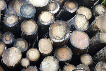 Logs