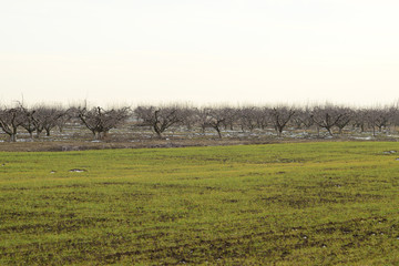 Cropped trees in the apple orchard