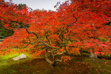 Seattle Japanese Garden, Maple Tree