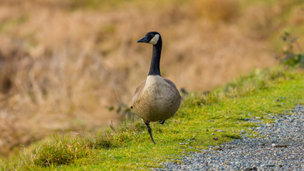 Geese, Nisqually National Wildlife Refuge