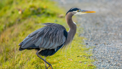 Grey heron, Nisqually National Wildlife Refuge
