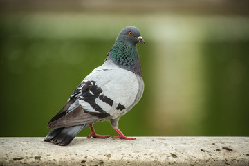 Dove. Beautiful pigeon in Tuilleries garden in Paris, France