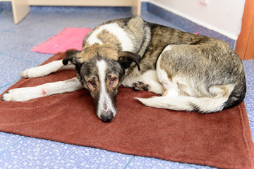 dog with amputated paw