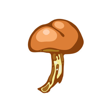 Suillus. Forest mushroom. Wild mushrooms.