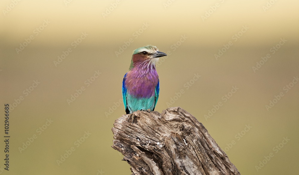 Wall mural Lilac breasted roller