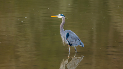 Fototapeta premium gray heron standing in the water on the lake, Nisqually National Wildlife Refuge