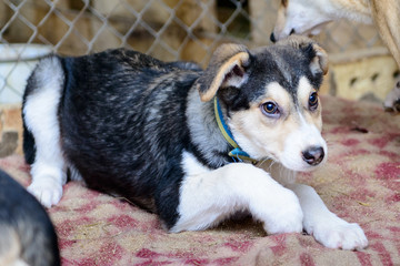 homeless puppy in shelter