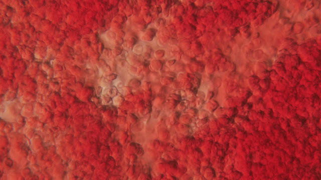 Human Blood Under Phase Contrast Microscope seen at 800x